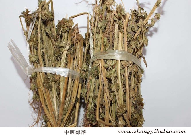 益母草 - 图片2
