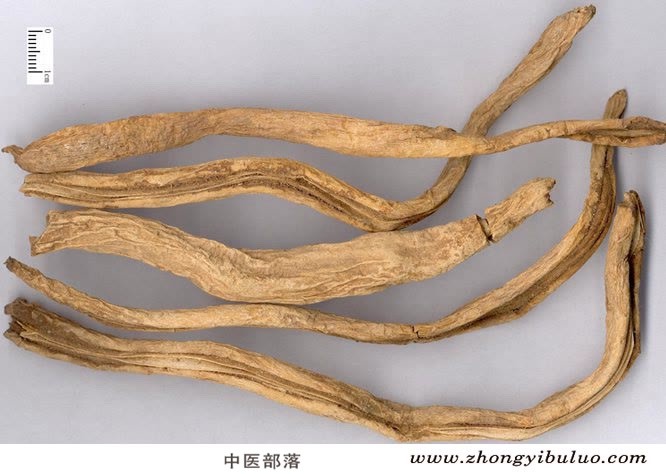 百部 - 图片2
