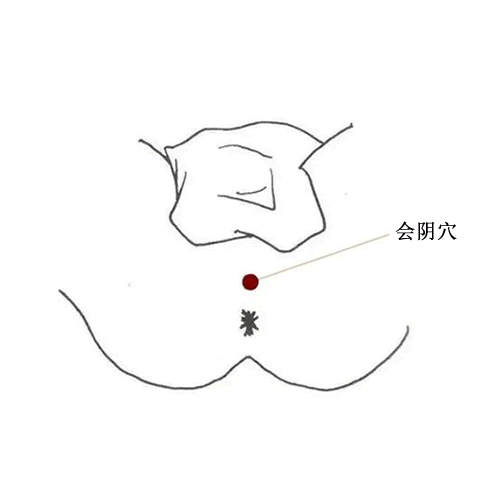 会阴
