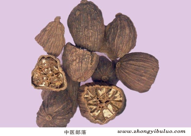 草果 - 图片2