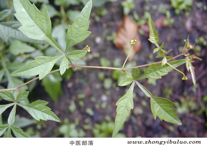 白蔹 - 图片3