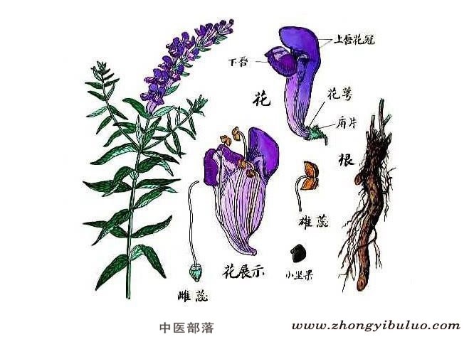黄芩 - 图片3