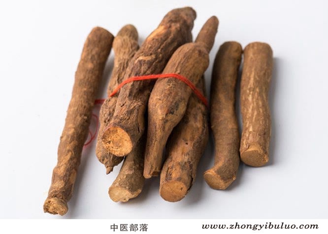 乌药 - 图片2