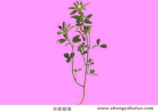 胡芦巴 - 图片2