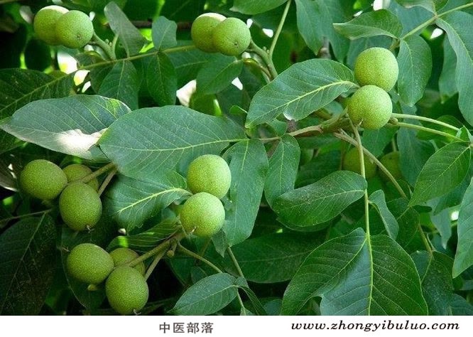 核桃仁 - 图片3