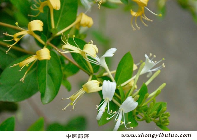 金银花 - 图片3