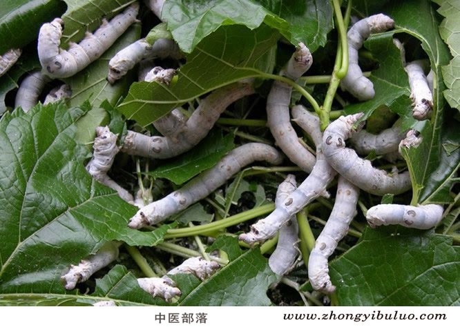 僵蚕 - 图片3