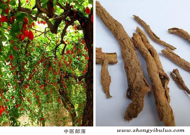 地骨皮 - 图片3