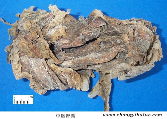 昆布 - 图片2