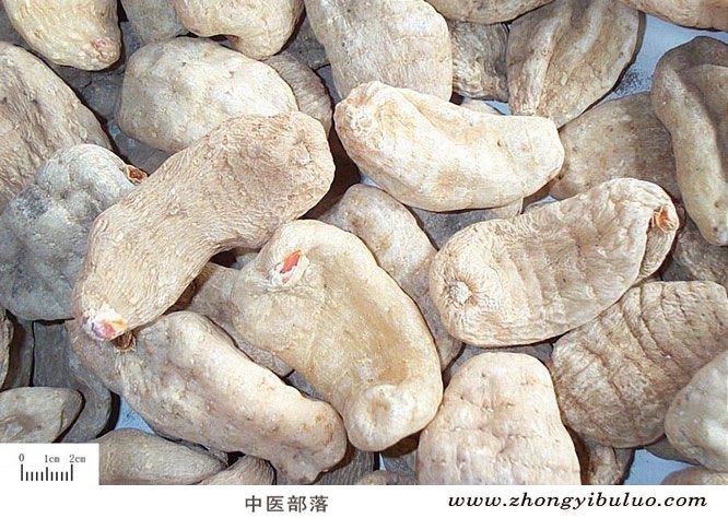 天麻 - 图片2