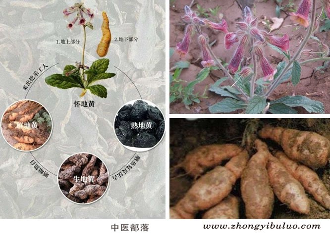生地黄 - 图片3