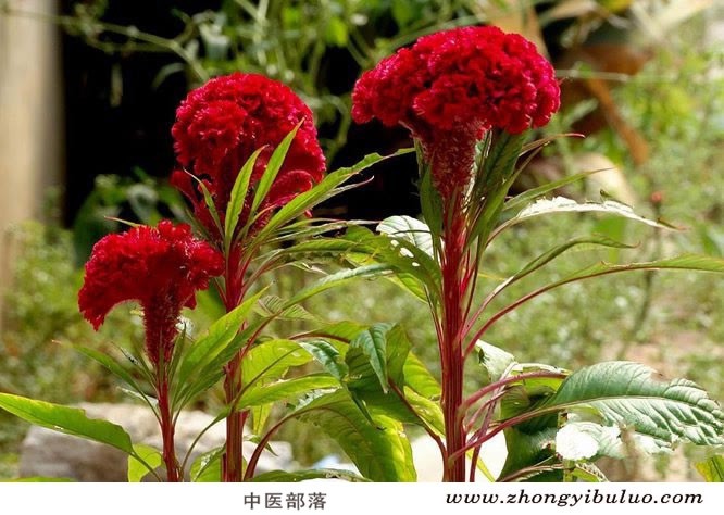鸡冠花 - 图片3