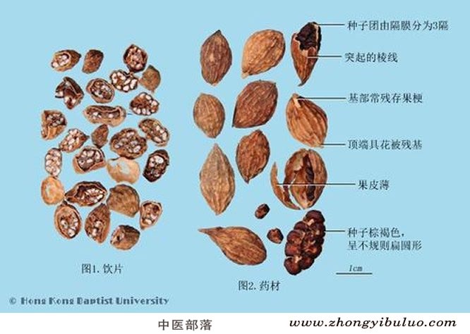 益智仁 - 图片2
