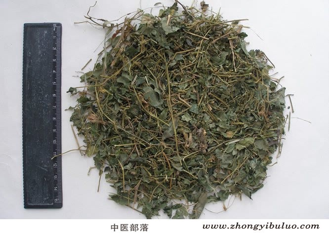 绞股蓝 - 图片2