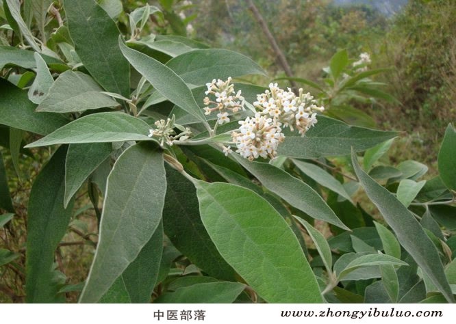 密蒙花 - 图片3