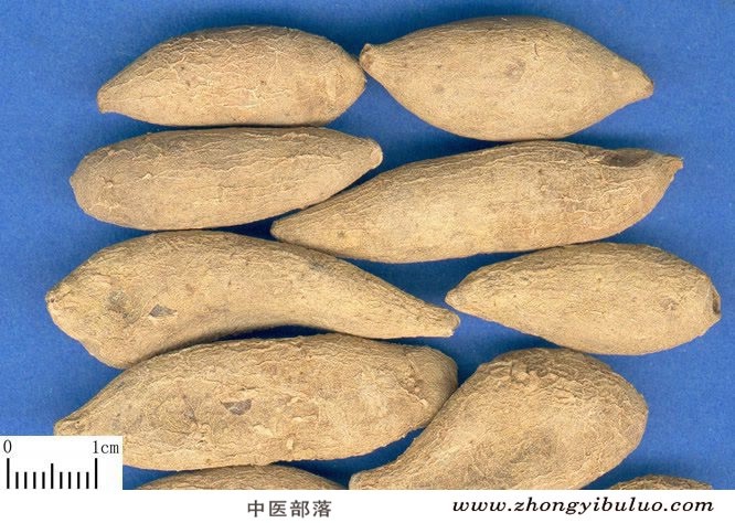 郁金 - 图片2