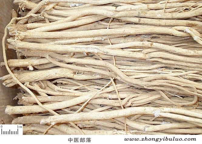 黄芪 - 图片2