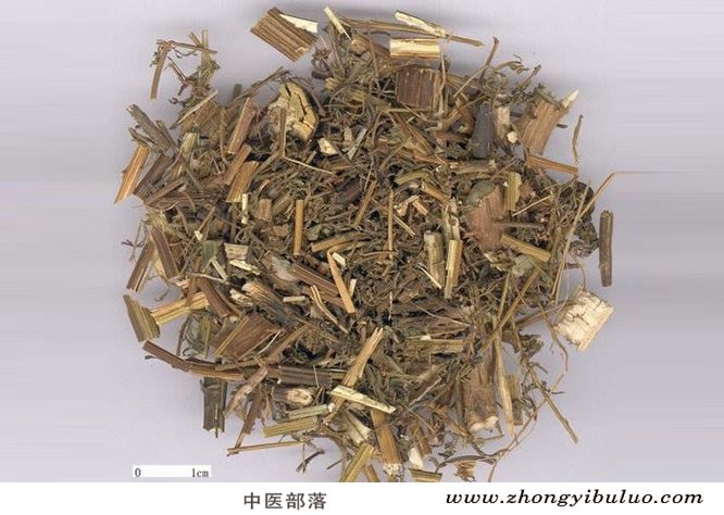 青蒿 - 图片2