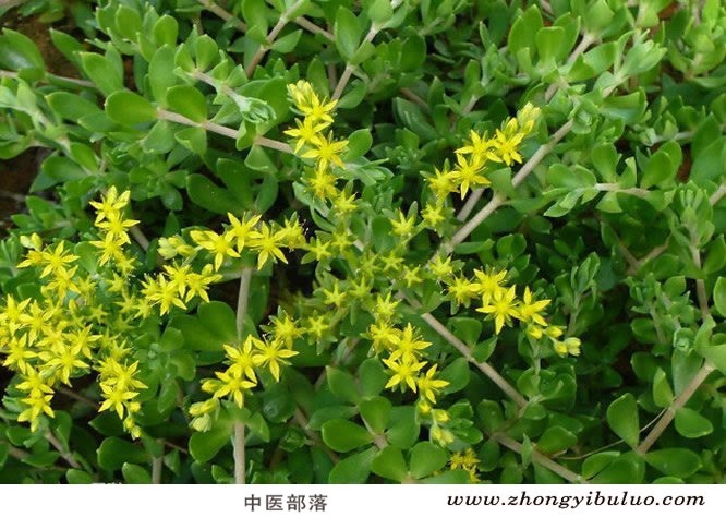 垂盆草 - 图片2
