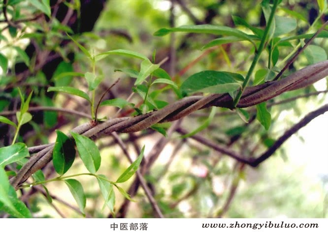 香加皮 - 图片3