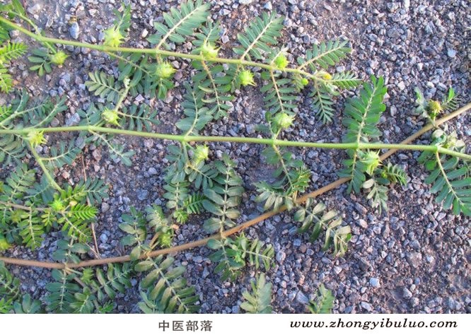刺蒺藜 - 图片3