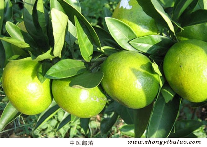青皮 - 图片3