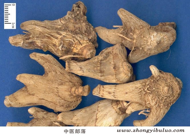 白及 - 图片2