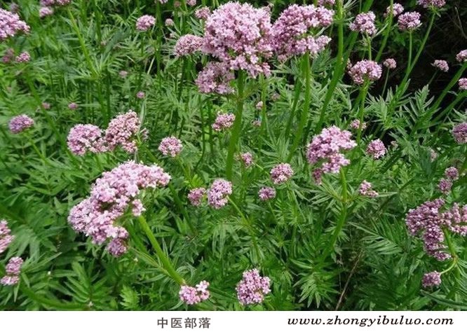 缬草 - 图片3