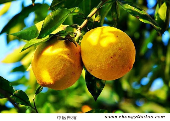 香橼 - 图片3
