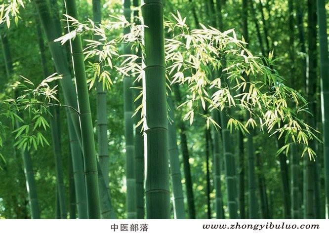 天竺黄 - 图片3