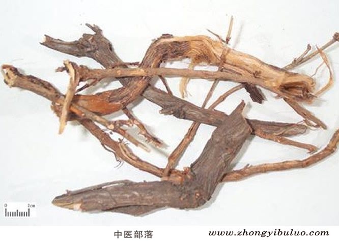 麻黄根 - 图片2
