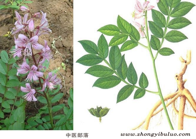白鲜皮 - 图片3