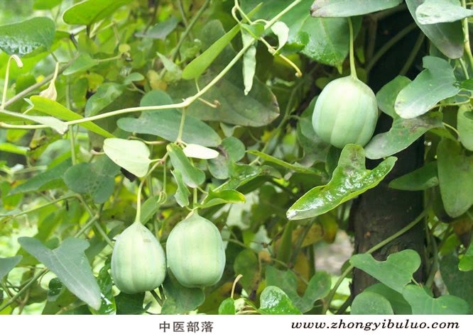 天仙藤 - 图片3