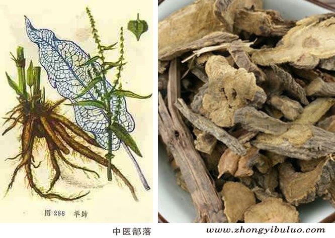 羊蹄 - 图片2