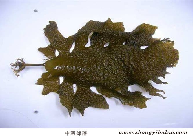 昆布 - 图片3