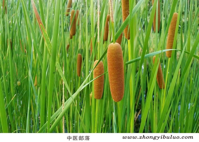 蒲黄 - 图片3