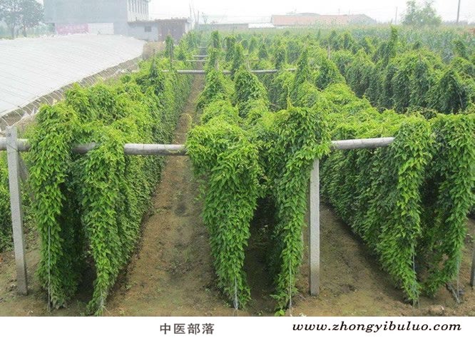 山药 - 图片3