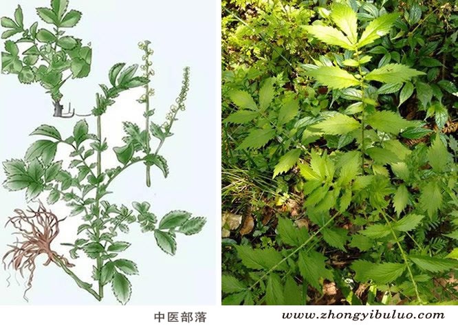 仙鹤草 - 图片2
