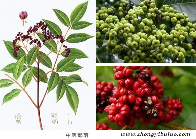 吴茱萸 - 图片3