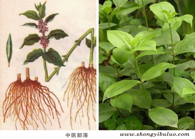 白薇 - 图片3