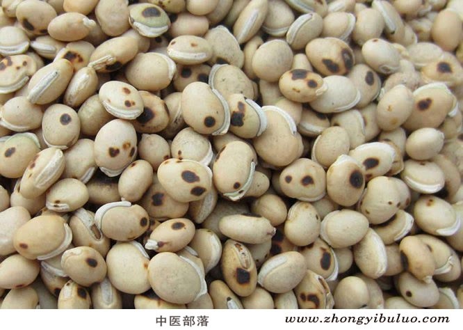 白扁豆 - 图片2