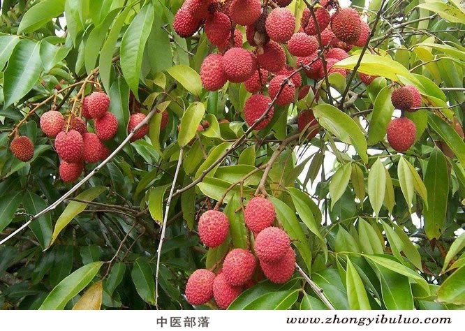 荔枝核 - 图片3