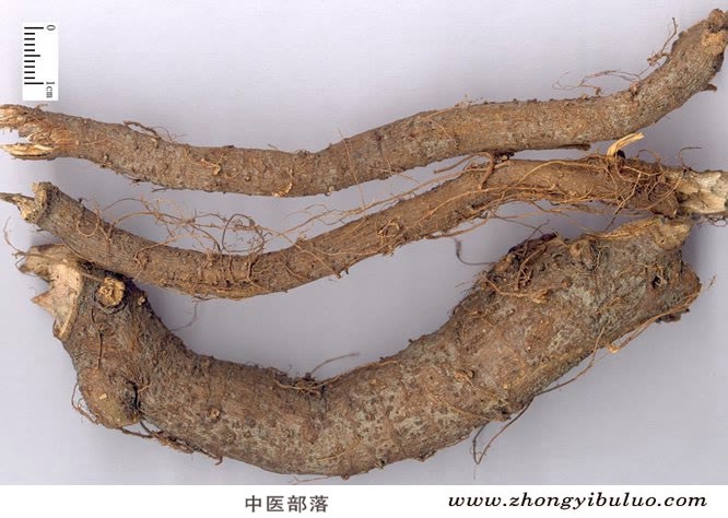 苎麻根 - 图片2