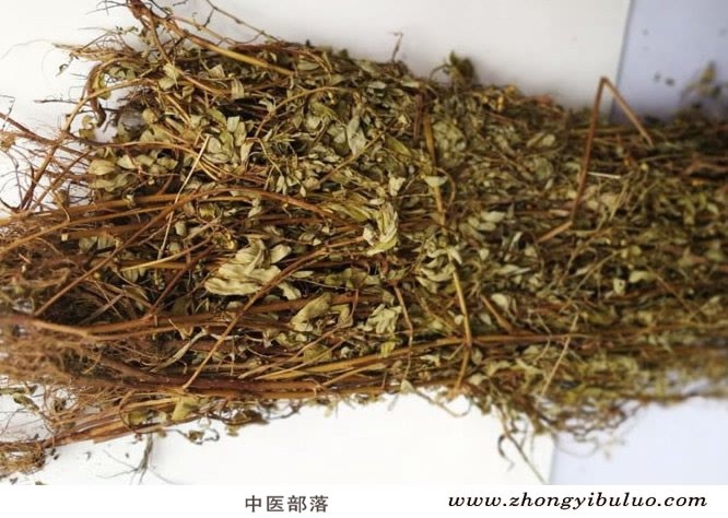 珍珠草 - 图片2