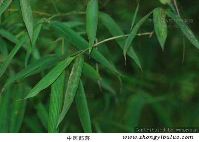 竹叶 - 图片3