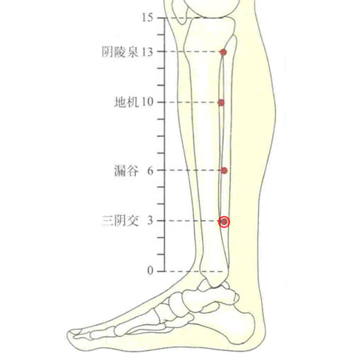 三阴交