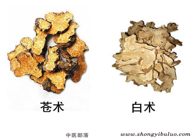 苍术 - 图片2