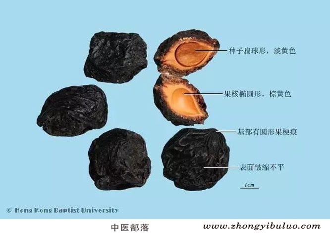 乌梅 - 图片2