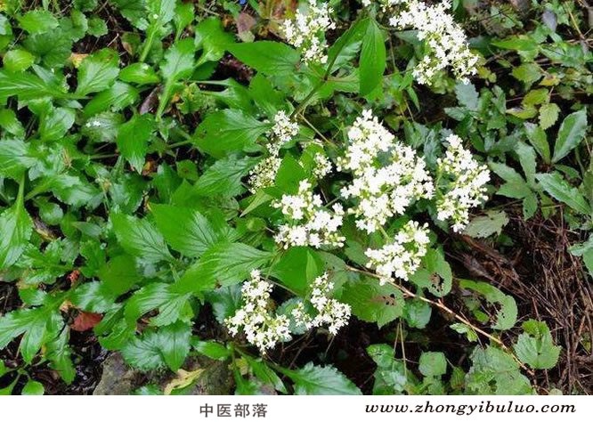 败酱草 - 图片2