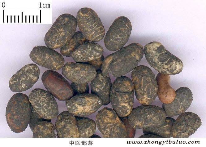 淡豆豉 - 图片2
